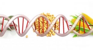Бъдещето вероятно тепърва ще ни изненадва с нови болести, резултат от ГМО