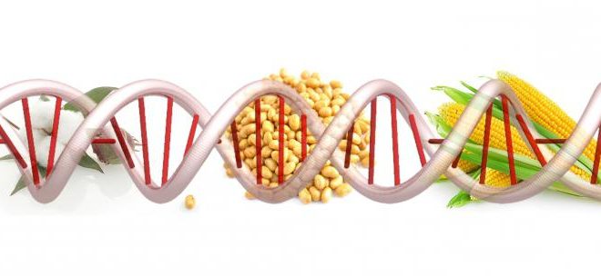 Бъдещето вероятно тепърва ще ни изненадва с нови болести, резултат от ГМО