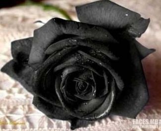 Черна роза