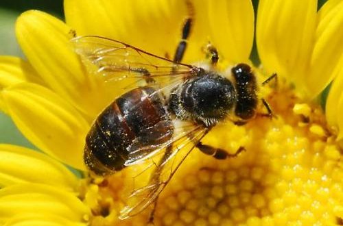 Пчелите се ориентират с голяма точност по магнитното поле на Земята и Слънцето