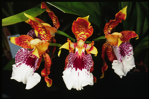 Орхидея Odontoglossum