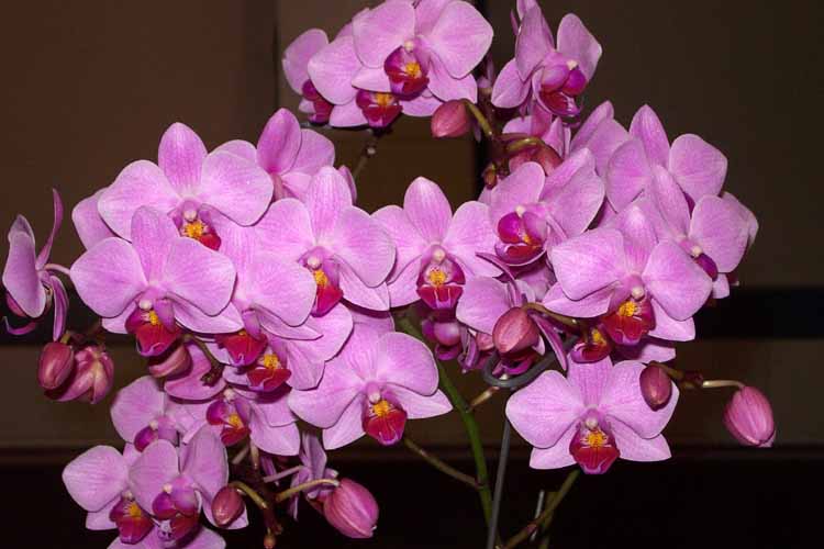 Орхидеи Phalenopsis