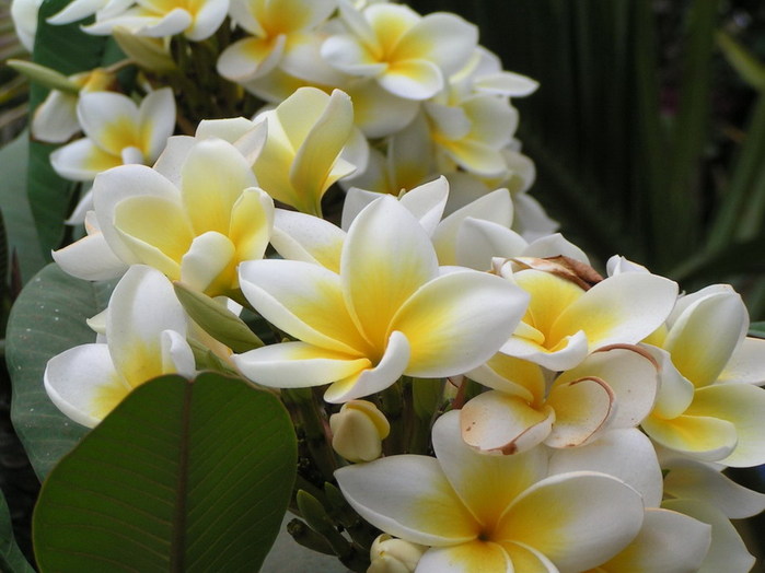 Орхидеи Vanilla