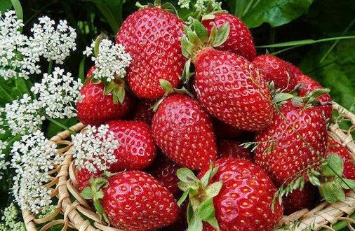 Аромата на ягодите се дължи на етерични масла