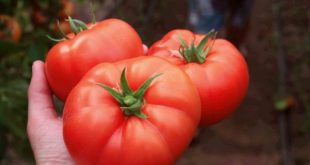 Вкусни домати в нашата собствена градина